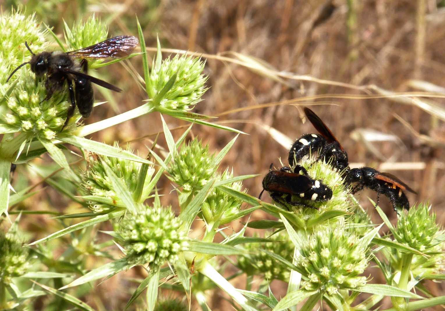 Scolie vere e scolie finte (Stizoides tridentatus)